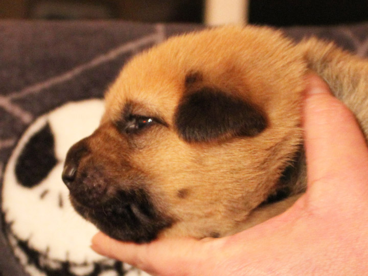 chinook puppy